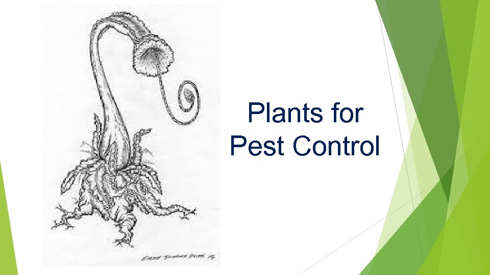 Plants for Pest Control 