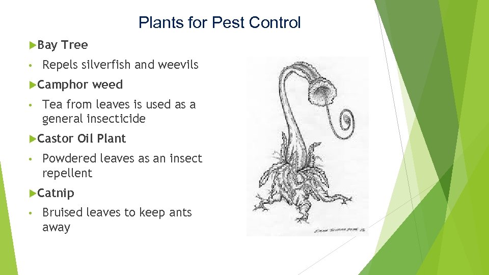 Plants for Pest Control Bay • Tree Repels silverfish and weevils Camphor • Tea