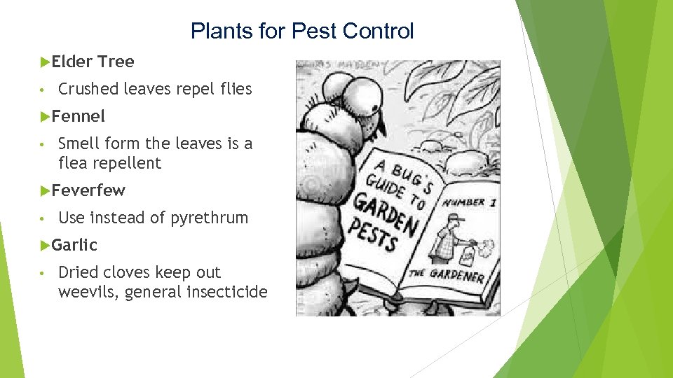 Plants for Pest Control Elder • Tree Crushed leaves repel flies Fennel • Smell