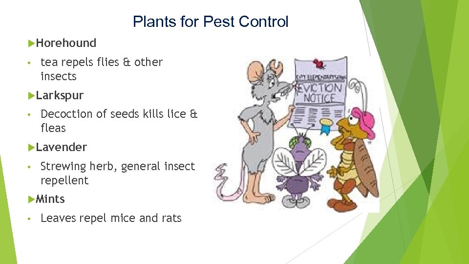 Plants for Pest Control Horehound • tea repels flies & other insects Larkspur •