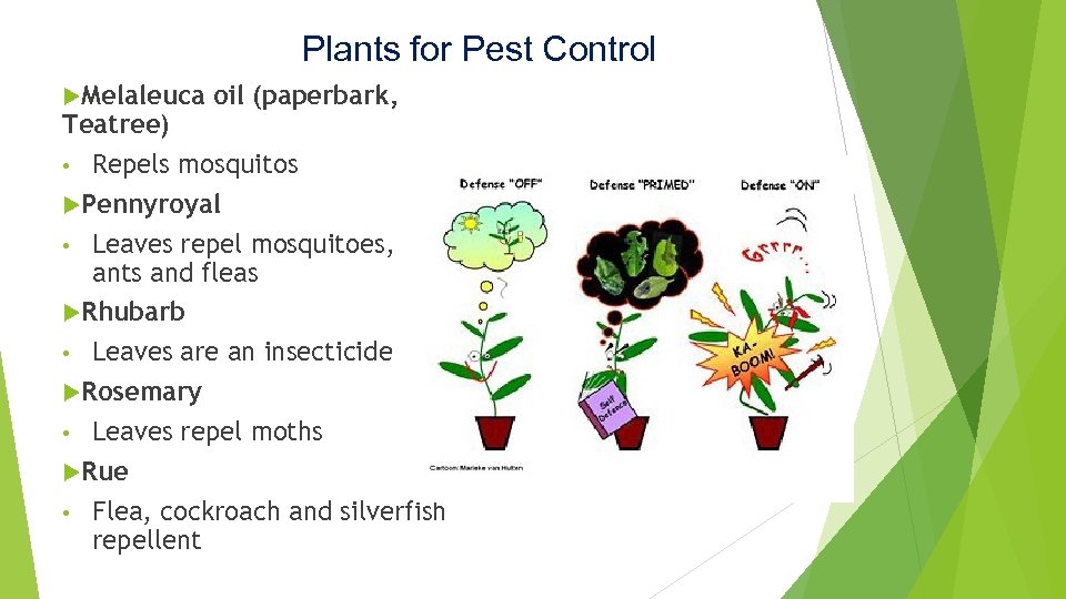 Plants for Pest Control Melaleuca oil (paperbark, Teatree) • Repels mosquitos Pennyroyal • Leaves