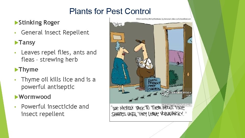 Plants for Pest Control Stinking • Roger General insect Repellent Tansy • Leaves repel