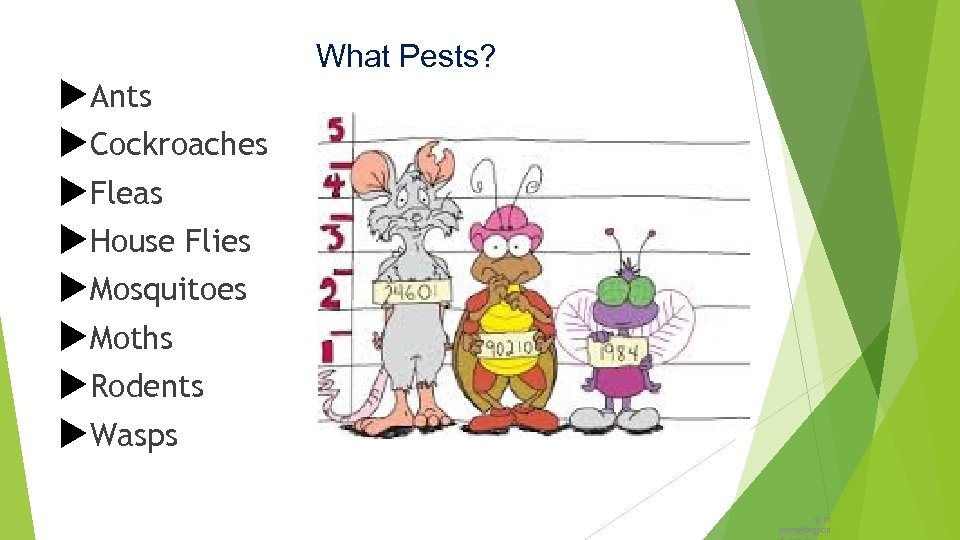  Ants Cockroaches Fleas House Flies Mosquitoes Moths Rodents Wasps What Pests? g. m