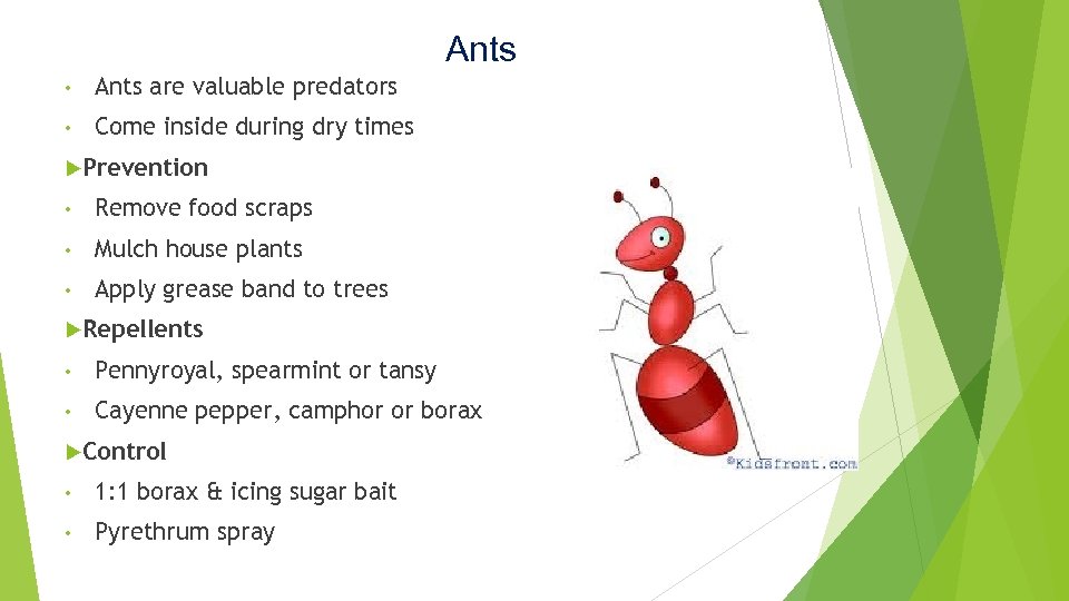Ants • Ants are valuable predators • Come inside during dry times Prevention •