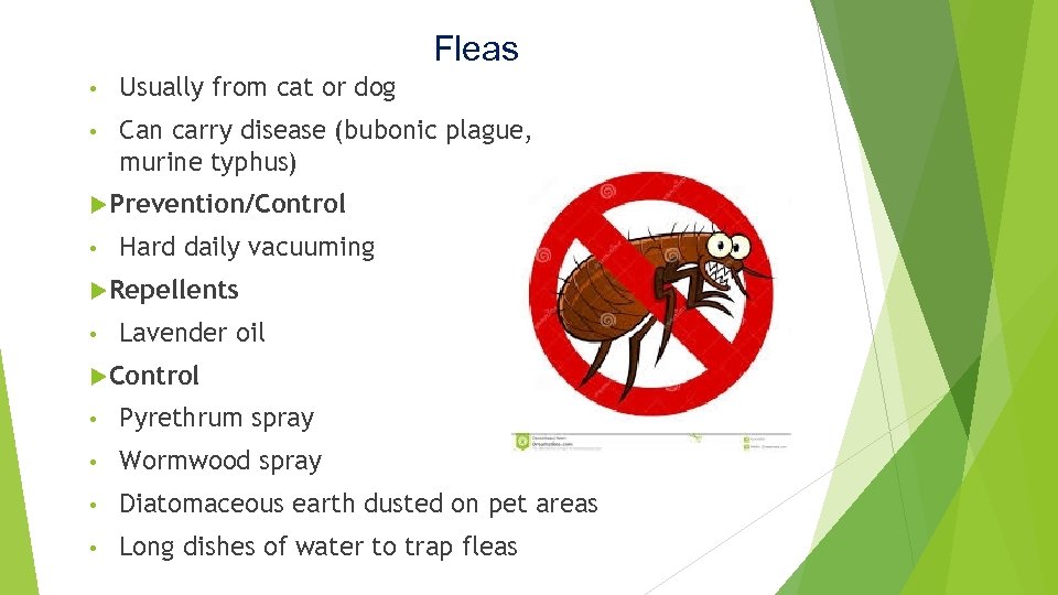 Fleas • Usually from cat or dog • Can carry disease (bubonic plague, murine