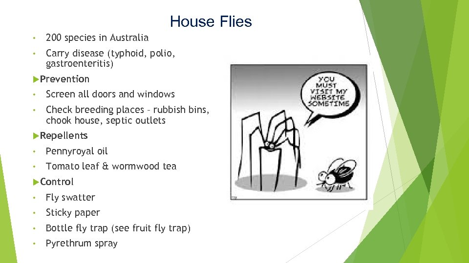 House Flies • 200 species in Australia • Carry disease (typhoid, polio, gastroenteritis) Prevention
