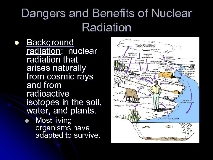 Dangers and Benefits of Nuclear Radiation l Background radiation: nuclear radiation that arises naturally