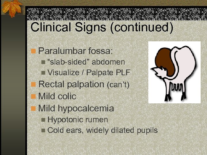 Clinical Signs (continued) n Paralumbar fossa: n “slab-sided” abdomen n Visualize / Palpate PLF