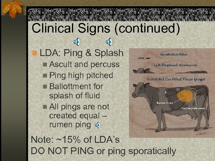 Clinical Signs (continued) n LDA: Ping & Splash n Ascult and percuss n Ping