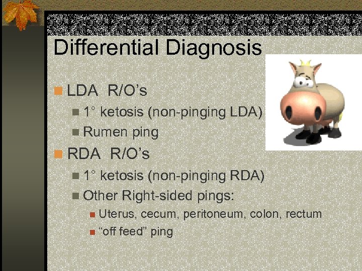 Differential Diagnosis n LDA R/O’s n 1° ketosis (non-pinging LDA) n Rumen ping n