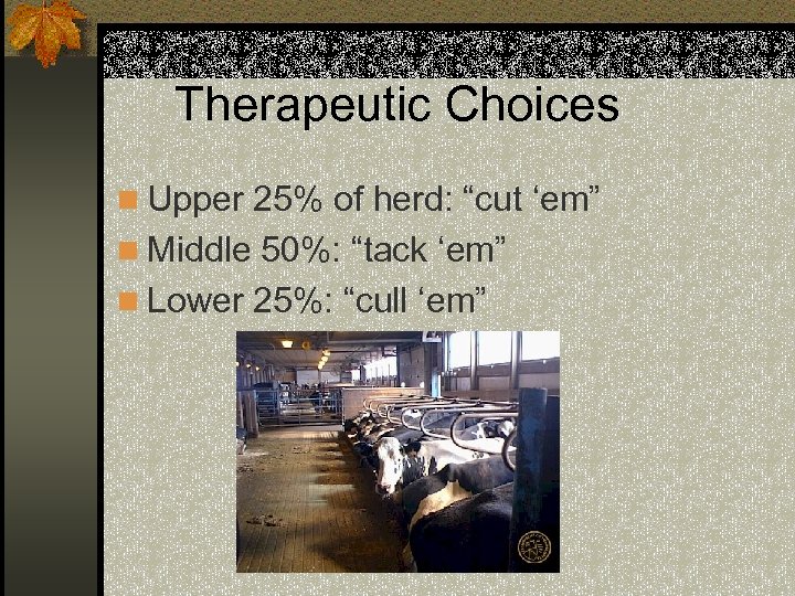 Therapeutic Choices n Upper 25% of herd: “cut ‘em” n Middle 50%: “tack ‘em”