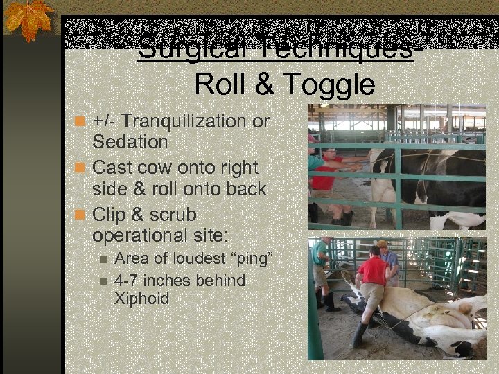 Surgical Techniques. Roll & Toggle n +/- Tranquilization or Sedation n Cast cow onto