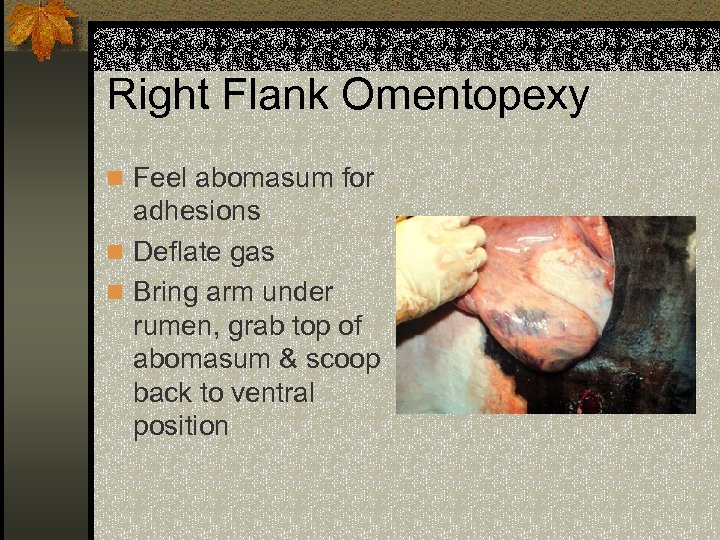 Right Flank Omentopexy n Feel abomasum for adhesions n Deflate gas n Bring arm