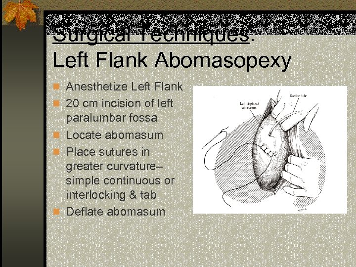 Surgical Techniques: Left Flank Abomasopexy n Anesthetize Left Flank n 20 cm incision of