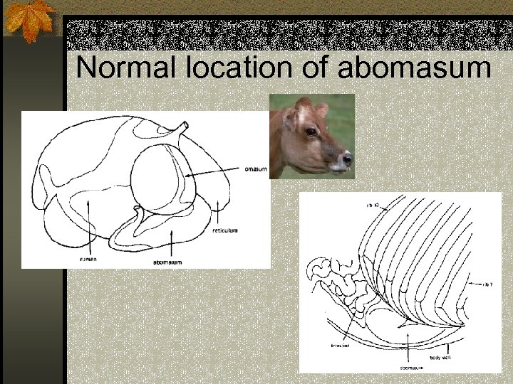 Normal location of abomasum 