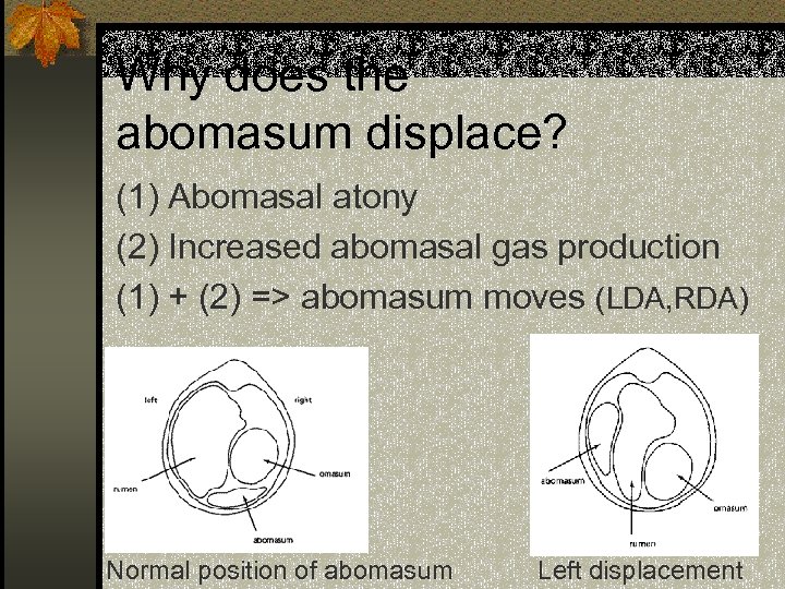 Why does the abomasum displace? (1) Abomasal atony (2) Increased abomasal gas production (1)