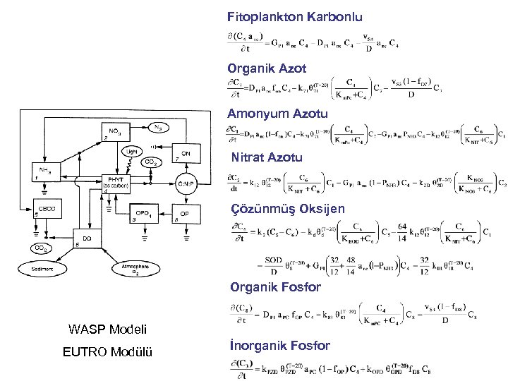 Fitoplankton Karbonlu Organik Azot Amonyum Azotu Nitrat Azotu Çözünmüş Oksijen Organik Fosfor WASP Modeli