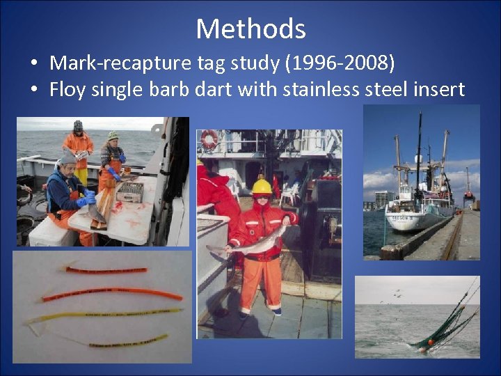 Methods • Mark-recapture tag study (1996 -2008) • Floy single barb dart with stainless