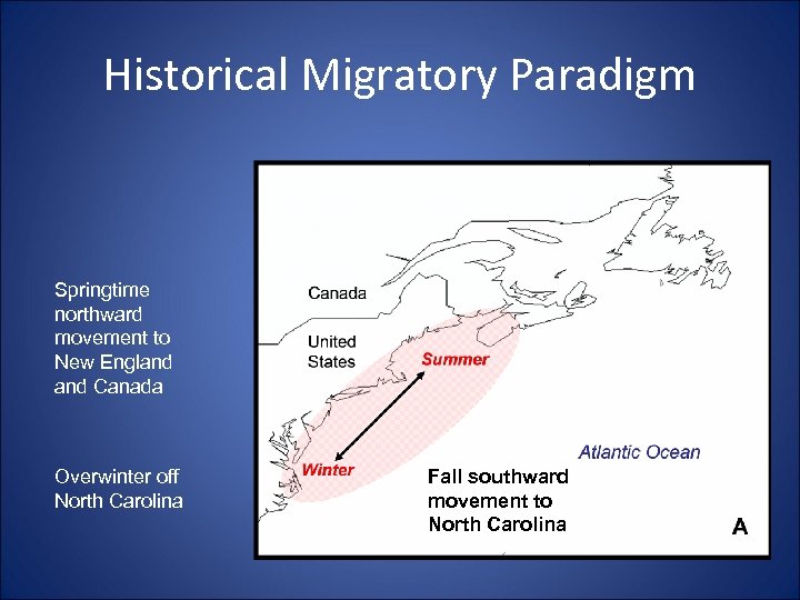 Historical Migratory Paradigm Springtime northward movement to New England Canada Overwinter off North Carolina