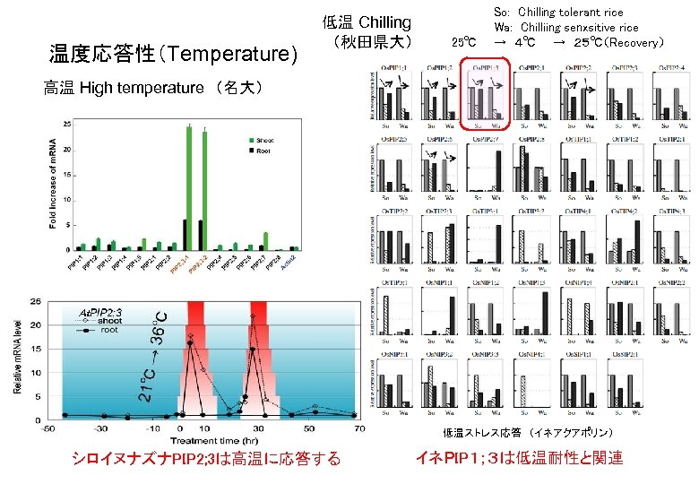 温度応答性（Temperature) 低温 Chilling 　（秋田県大） So: 　Chilling tolerant rice 　　Wa: 　Chilliing senxsitive rice 25℃　　→　４℃　　→　２５℃（Recovery）　 高温