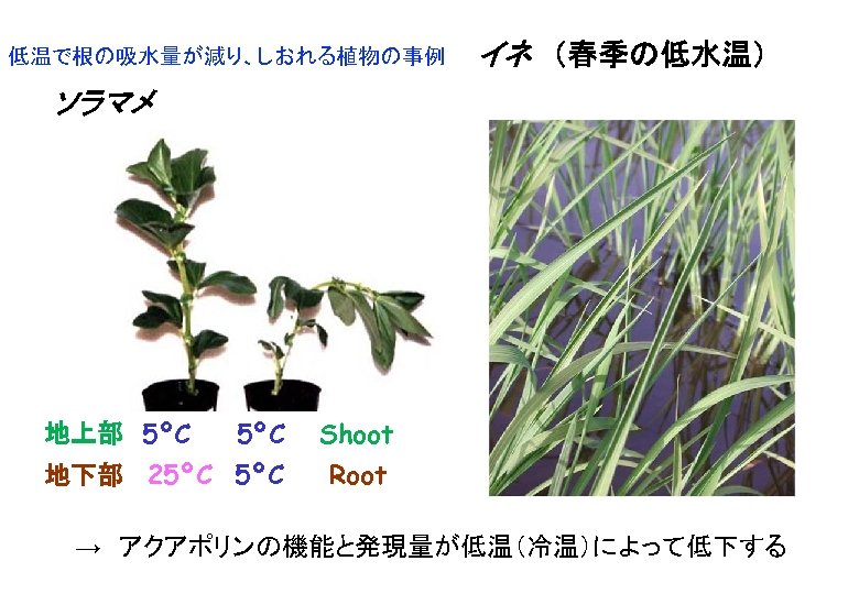 低温で根の吸水量が減り、しおれる植物の事例 イネ　（春季の低水温） ソラマメ 5ºC Shoot 地下部 25ºC Root 地上部　5ºC →　アクアポリンの機能と発現量が低温（冷温）によって低下する 