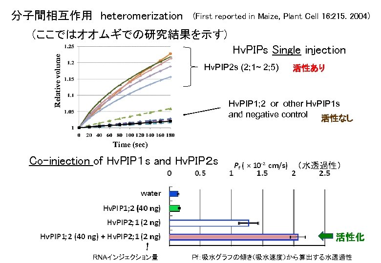 分子間相互作用　heteromerization (First reported in Maize, Plant Cell 16: 215. 2004) (ここではオオムギでの研究結果を示す) Relative volume Hv.