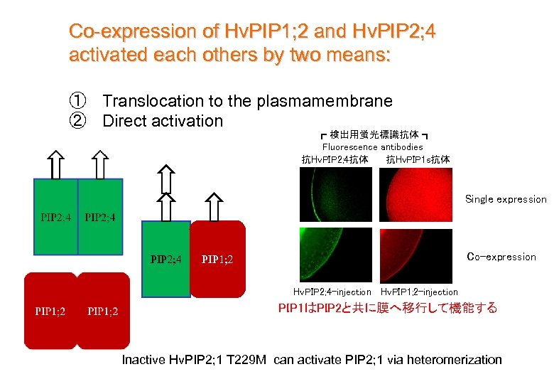 Co-expression of Hv. PIP 1; 2 and Hv. PIP 2; 4 activated each others