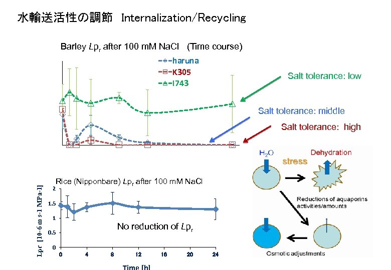 水輸送活性の調節　Internalization/Recycling Barley Lpr after 100 m. M Na. Cl (Time course) haruna K 305