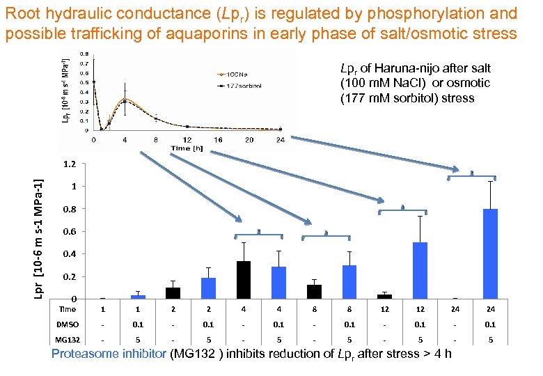 Root hydraulic conductance (Lpr) is regulated by phosphorylation and possible trafficking of aquaporins in