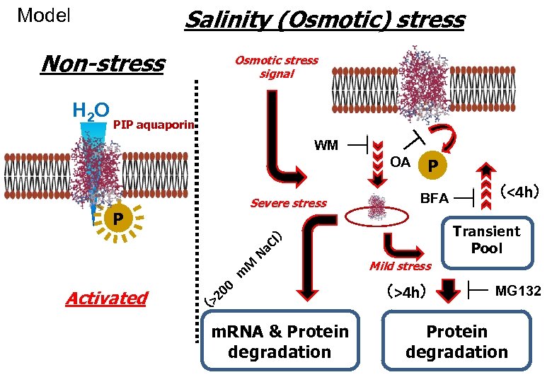 Salinity (Osmotic) stress Model Non-stress H 2 O Osmotic stress signal PIP aquaporin WM