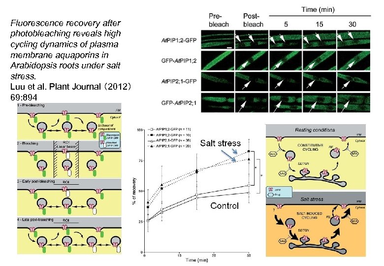 Fluorescence recovery after photobleaching reveals high cycling dynamics of plasma membrane aquaporins in Arabidopsis