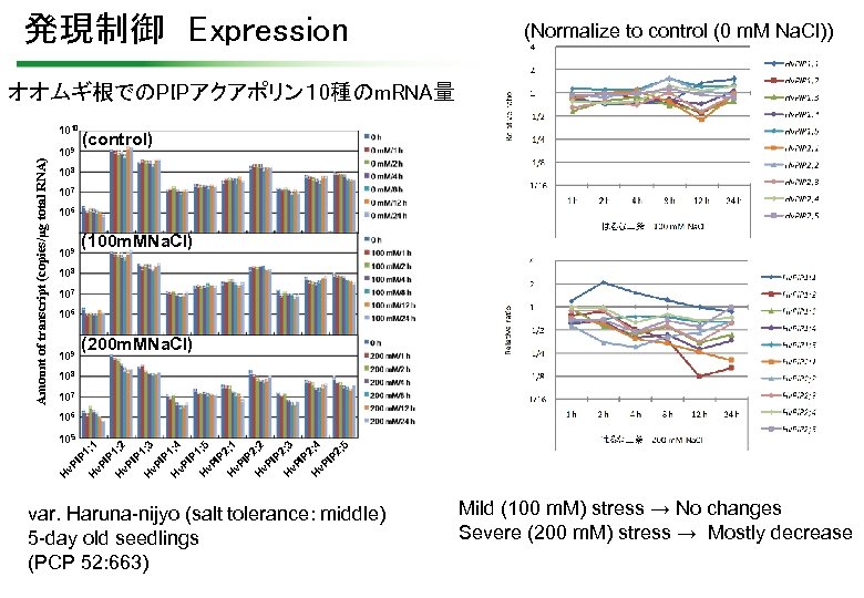 発現制御　Expression (Normalize to control (0 m. M Na. Cl)) オオムギ根でのPIPアクアポリン１ 0種のm. RNA量 Amount of