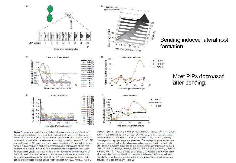 Bending induced lateral root formation Most PIPs decreased after bending. At. PIPsの発現量 