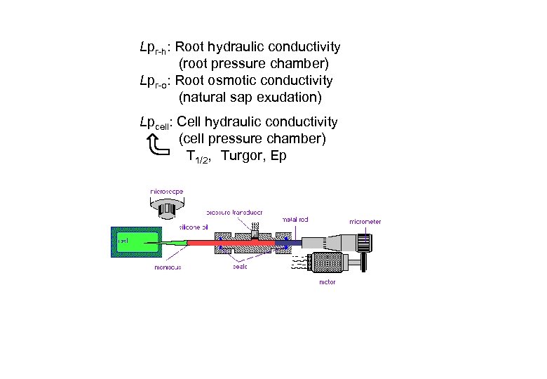 Lpr-h: Root hydraulic conductivity (root pressure chamber) Lpr-o: Root osmotic conductivity (natural sap exudation)