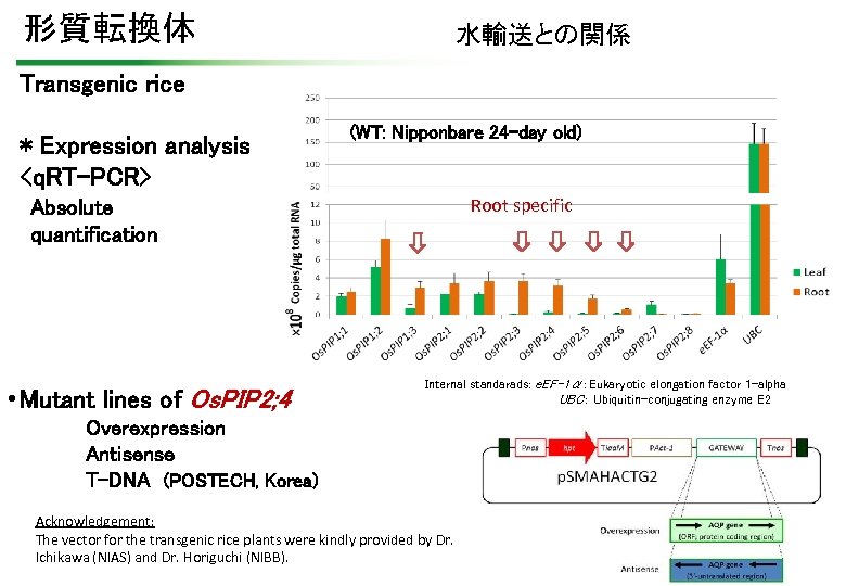 形質転換体 水輸送との関係 Transgenic rice * Expression analysis <q. RT-PCR> (WT: Nipponbare 24 -day old)