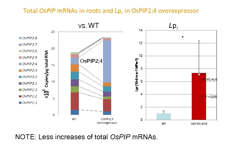 Total Os. PIP m. RNAs in roots and Lpr in Os. PIP 2; 4