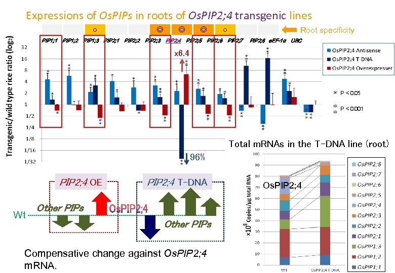 Expressions of Os. PIPs in roots of Os. PIP 2; 4 transgenic lines ○