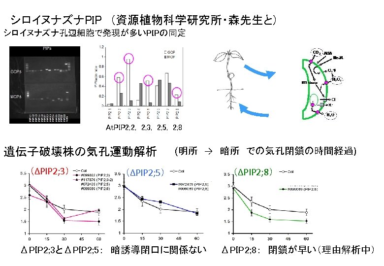 シロイヌナズナPIP　（資源植物科学研究所・森先生と） シロイヌナズナ孔辺細胞で発現が多いPIPの同定 At. PIP 2; 2, 2; 3, 2; 5, 2; 8 遺伝子破壊株の気孔運動解析 （ΔPIP