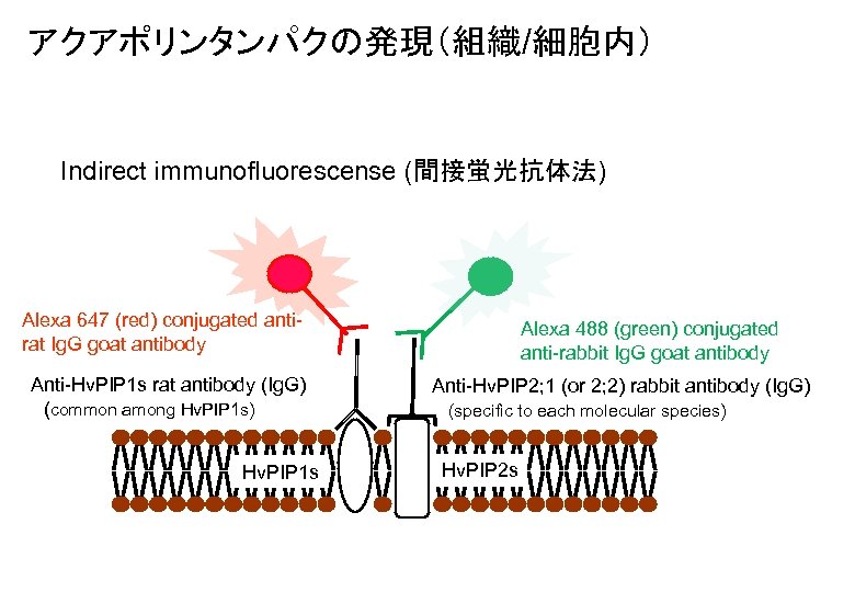 アクアポリンタンパクの発現（組織/細胞内） Indirect immunofluorescense (間接蛍光抗体法) Alexa 647 (red) conjugated antirat Ig. G goat antibody Anti-Hv.
