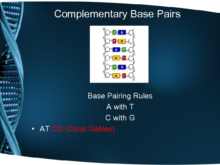 Complementary Base Pairs Base Pairing Rules A with T C with G • AT