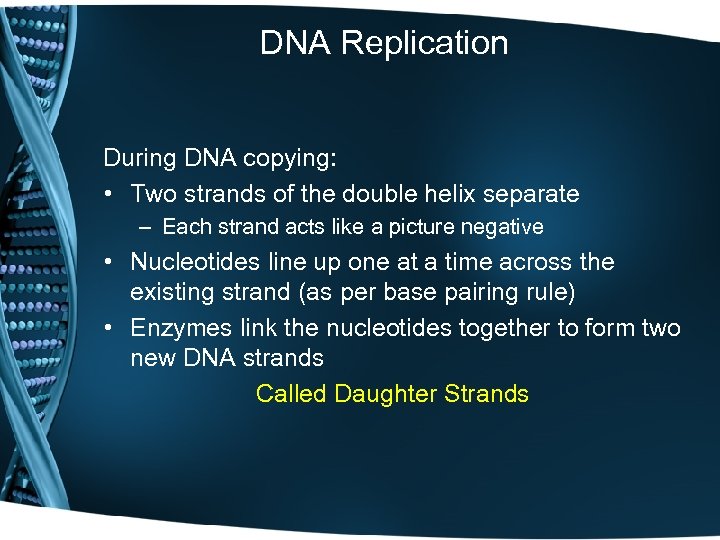 DNA Replication During DNA copying: • Two strands of the double helix separate –