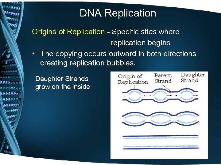 DNA Replication Origins of Replication - Specific sites where replication begins • The copying