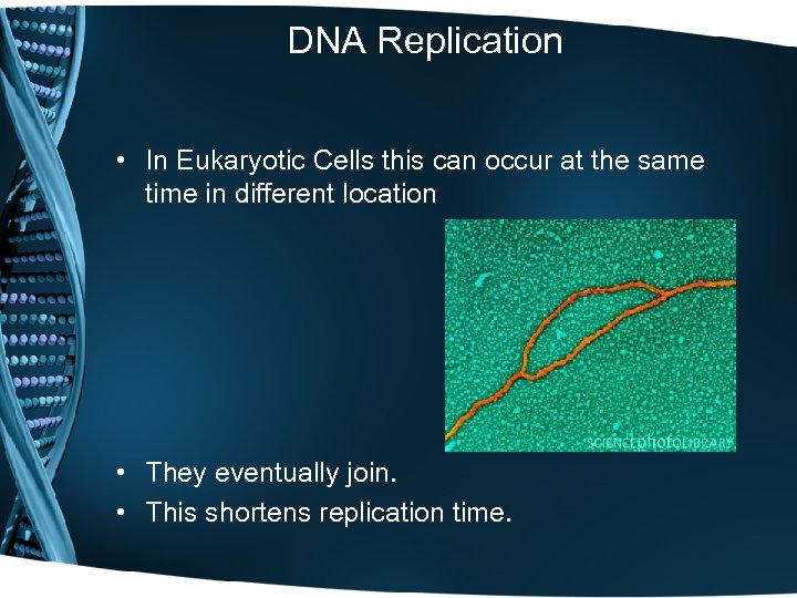 DNA Replication • In Eukaryotic Cells this can occur at the same time in