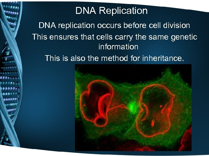 DNA Replication DNA replication occurs before cell division This ensures that cells carry the