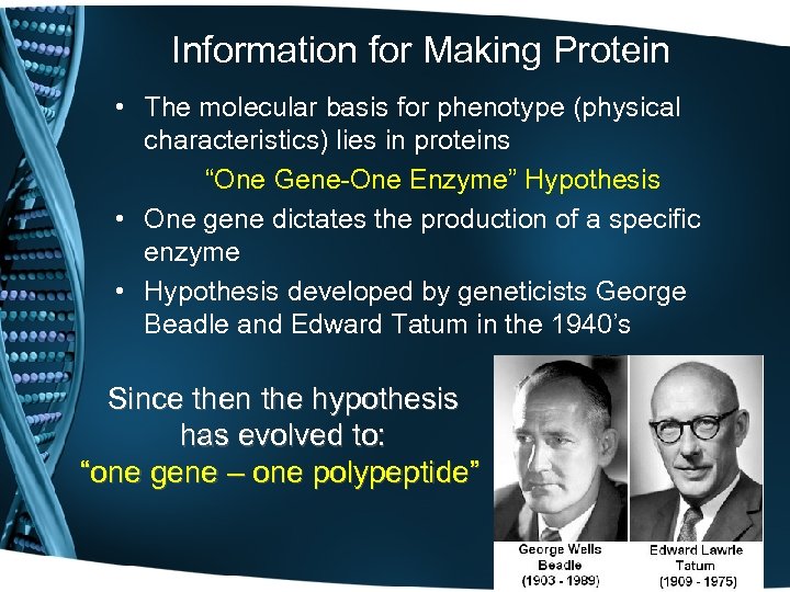 Information for Making Protein • The molecular basis for phenotype (physical characteristics) lies in