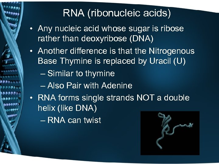 RNA (ribonucleic acids) • Any nucleic acid whose sugar is ribose rather than deoxyribose