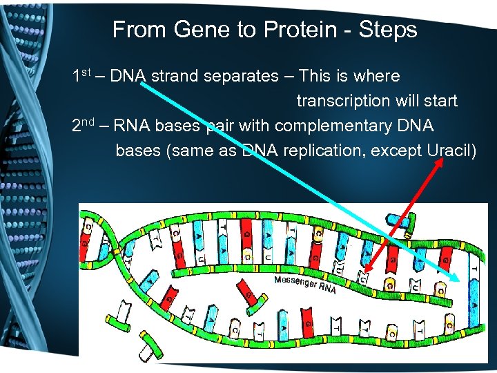 From Gene to Protein - Steps 1 st – DNA strand separates – This