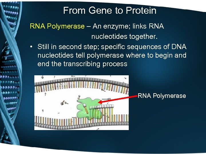 From Gene to Protein RNA Polymerase – An enzyme; links RNA nucleotides together. •