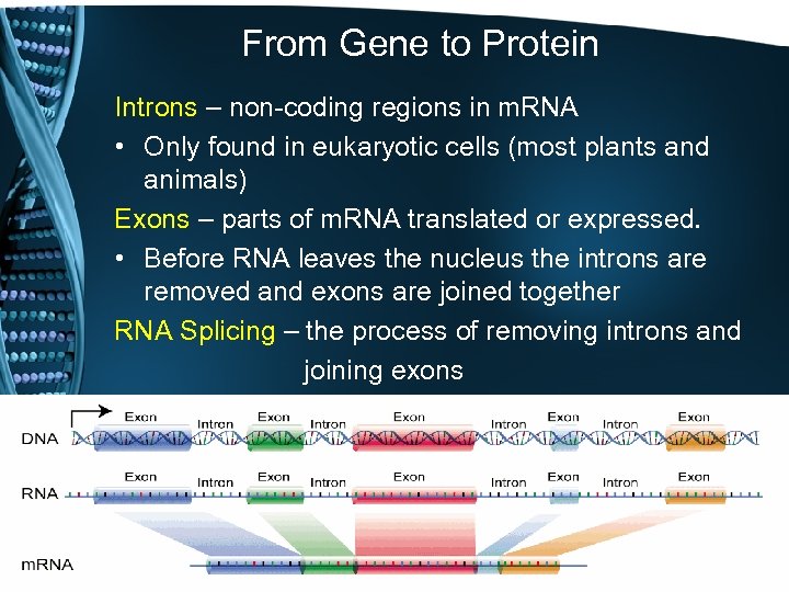 From Gene to Protein Introns – non-coding regions in m. RNA • Only found