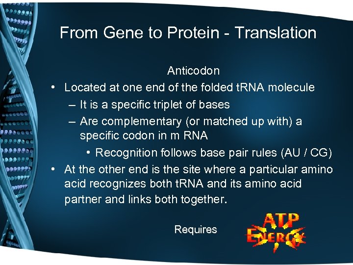 From Gene to Protein - Translation Anticodon • Located at one end of the